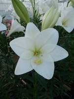 [4108 Global Arena Mak No22.JPG]